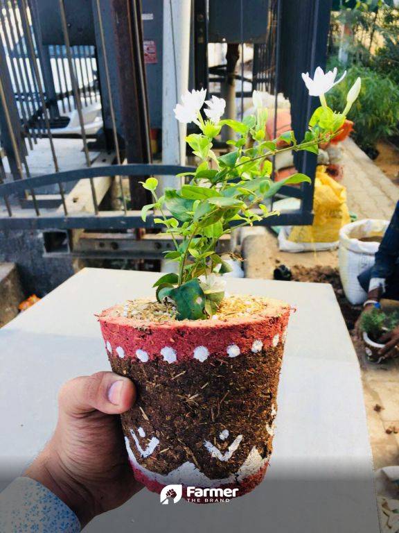 Cow dung pot - totally natural