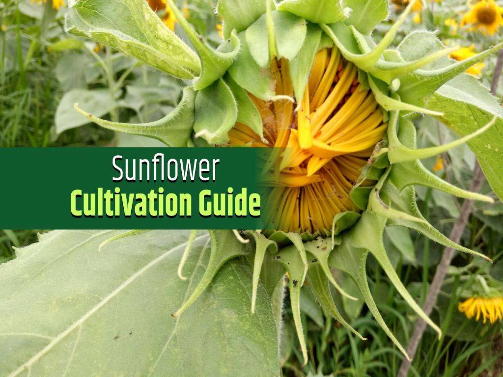 How To Grow Sunflower: A Short Guide