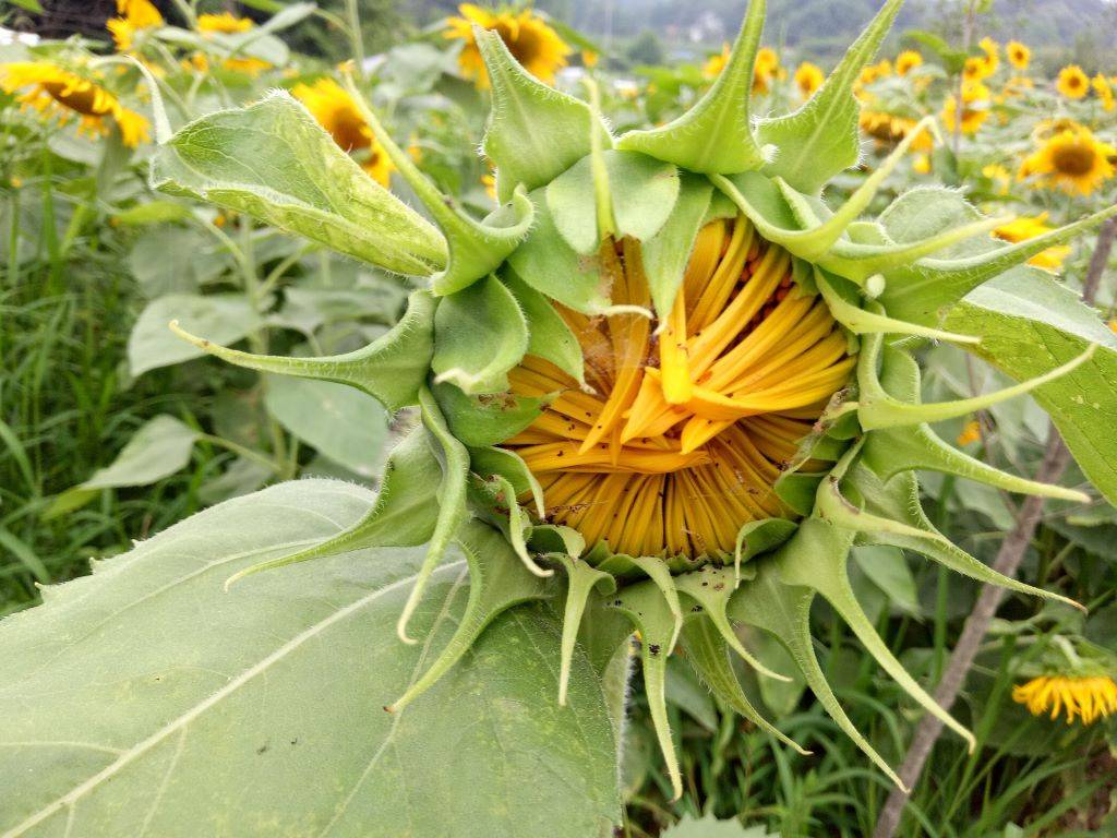 Sunflower bud