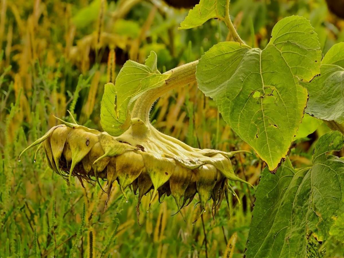 Mature sunflower