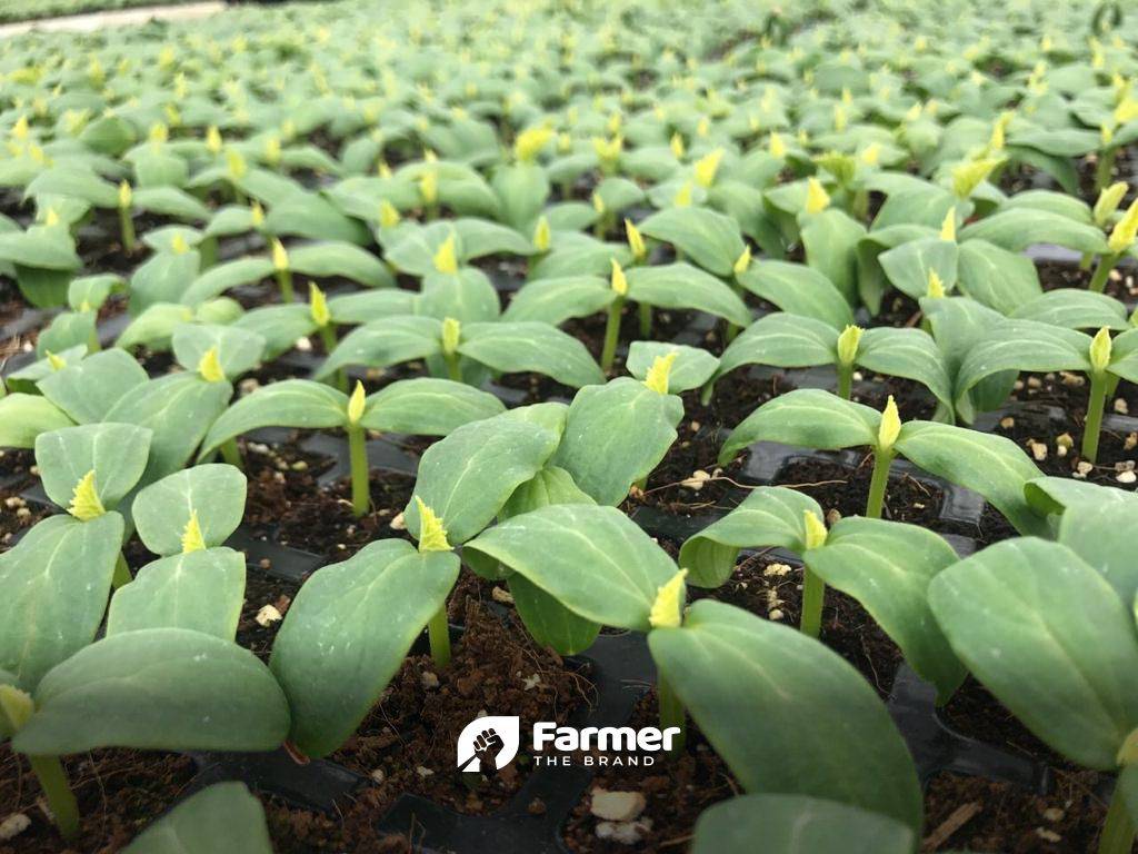 Seedlings growing at the farm