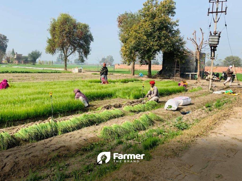 Workers at the farm