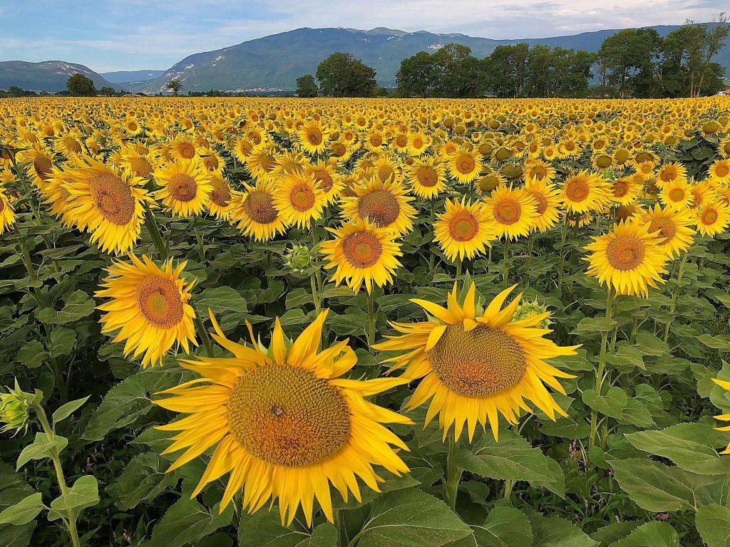 Sunflower field