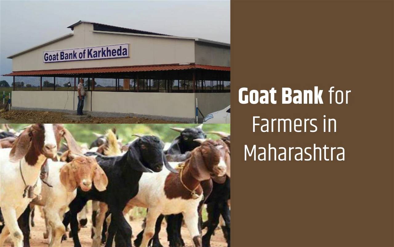 Goat Bank to Fight Agri Distress in Maharashtra; a Boon for Farmers