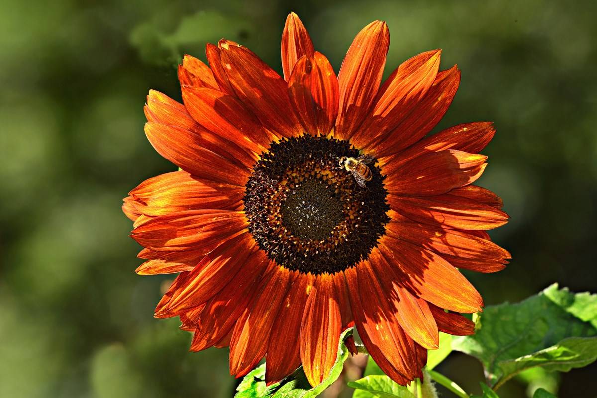 Terracotta sunflower