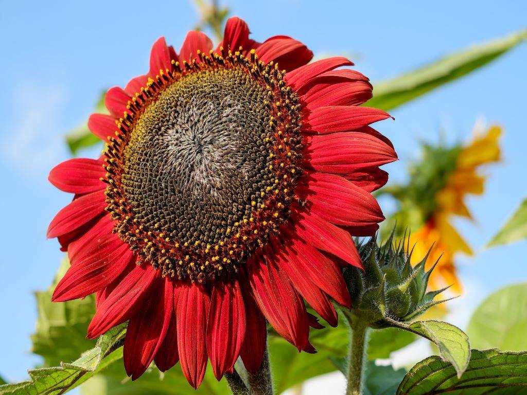 Earthwalker sunflower