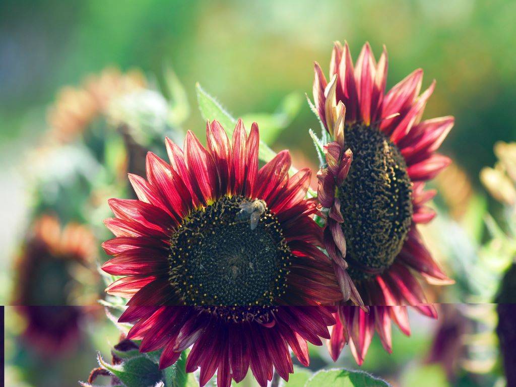 5 Exotic Colored Sunflowers You May Have Not Seen Before