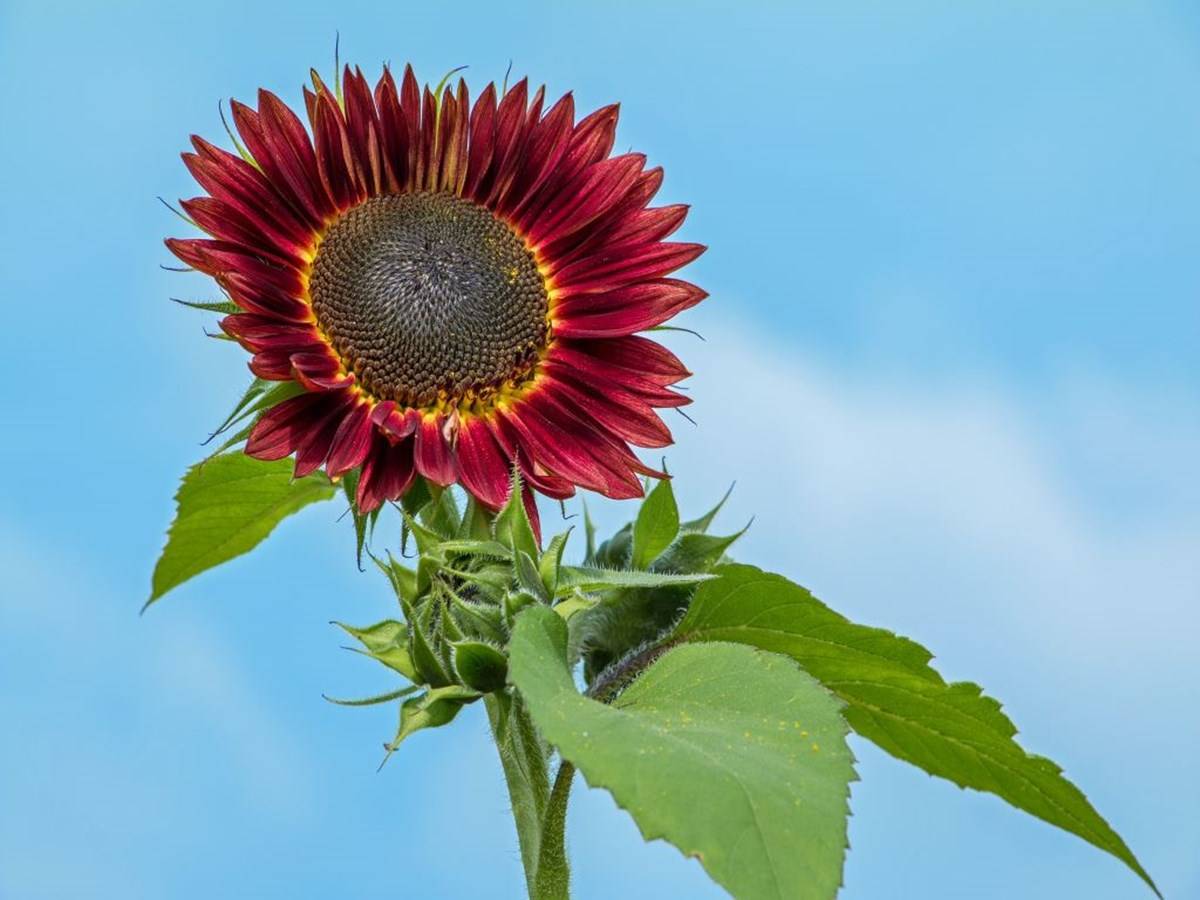 Moulin Rouge sunflower