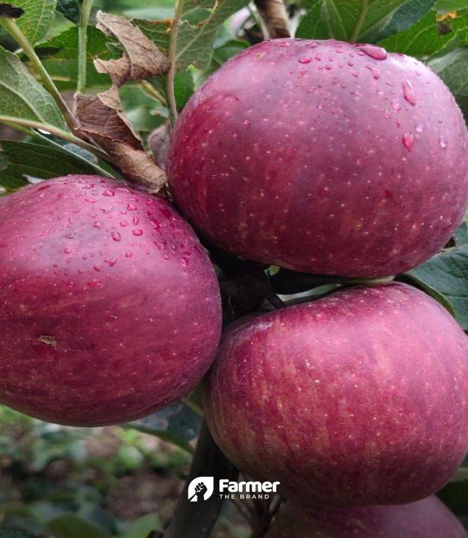 Fresh apples ready to eat