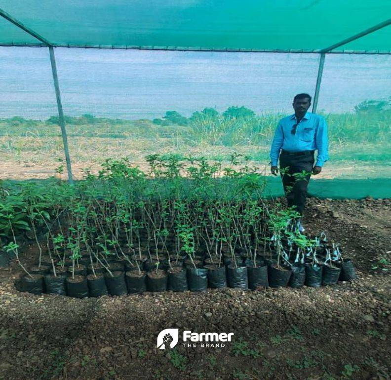 Santosh in his nursery with apple saplings