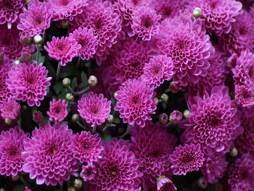 Top 10 Flowering Plants for Home Garden