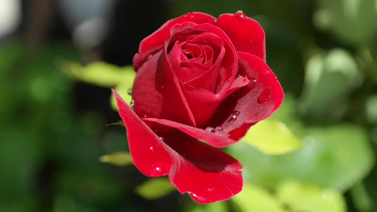 A Fresh Rose in the Garden