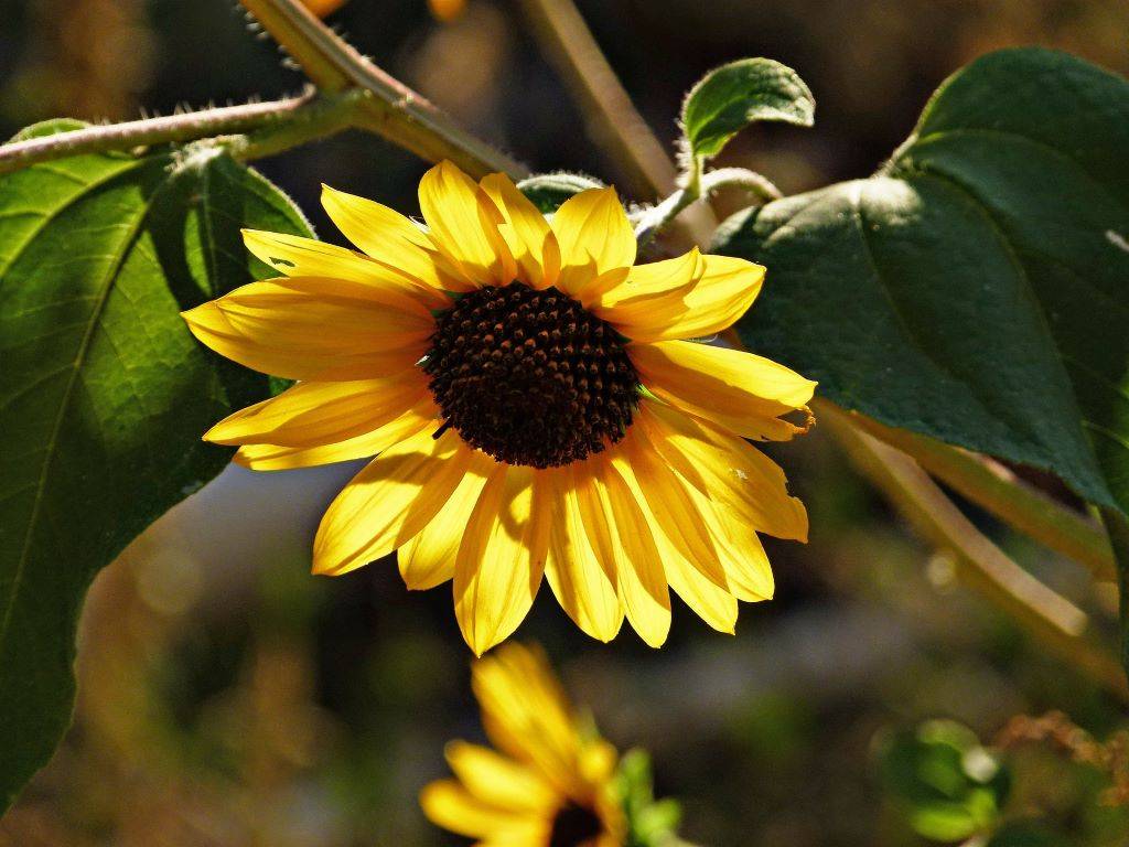 Sunflowerr