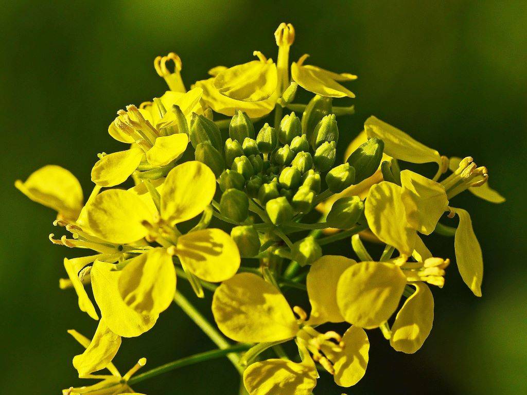 Yellow Mustard - the chief color of Basant Panchami