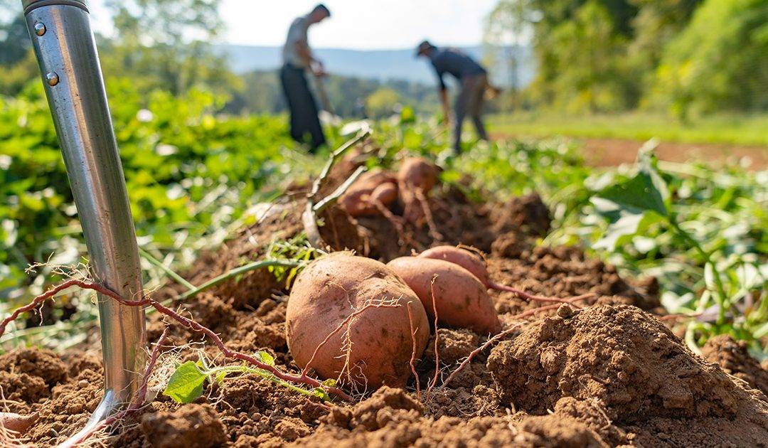 Potato Contract Farming