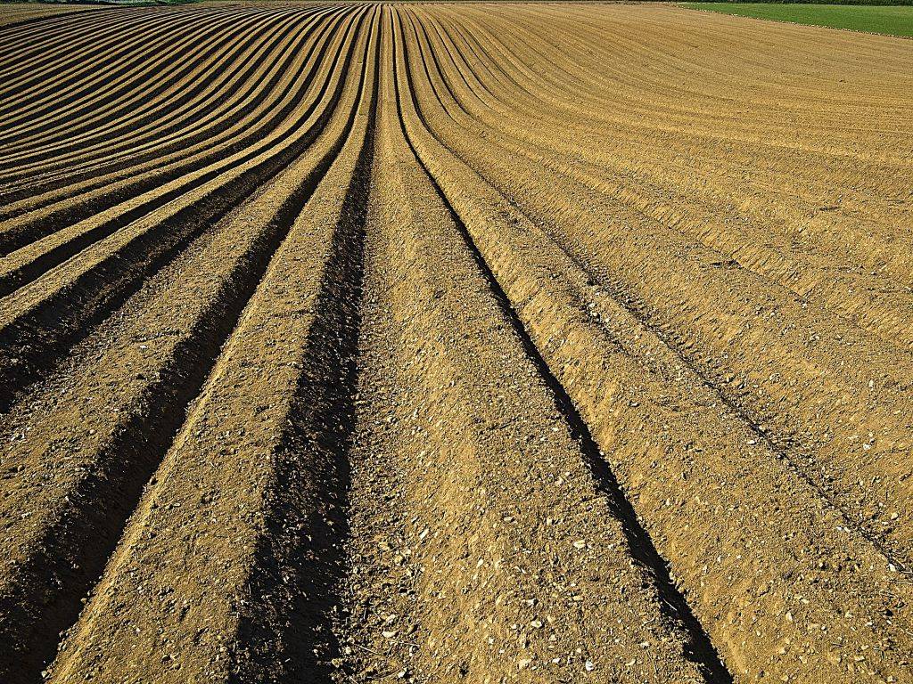 alluvial soil crops