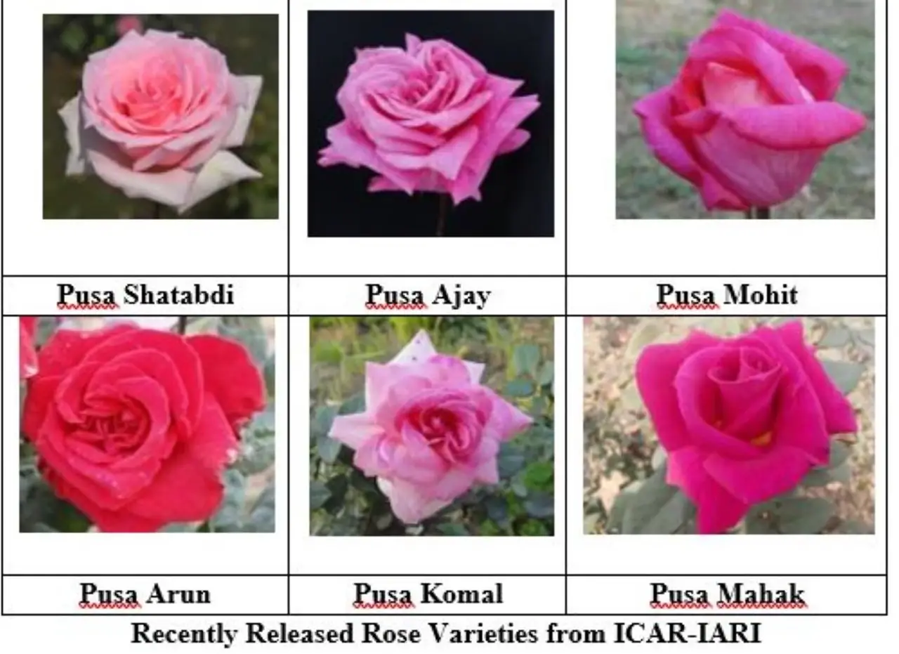 Newly released rose varieties by ICAR_IARI