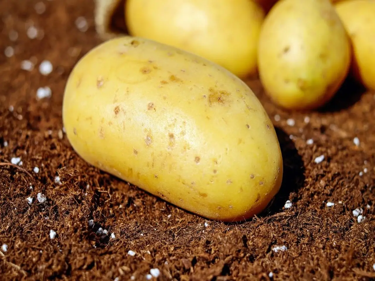 Potato or aloo