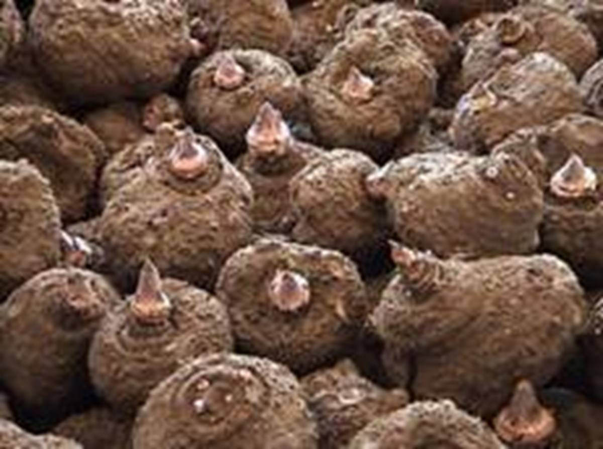 Elephant Yam or Jimmikand (this image is taken from Google Images)