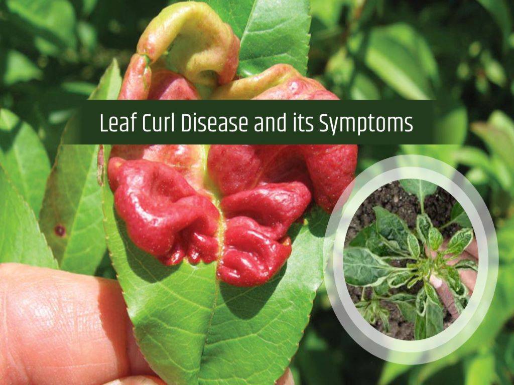 what-is-leaf-curl-disease-what-are-its-symptoms