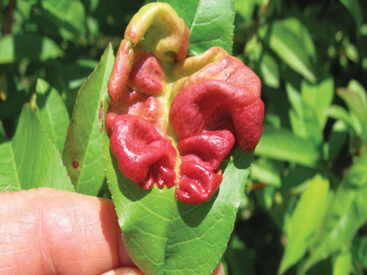 Leaf Curl in Peach - leaves curl up and develop red blisters