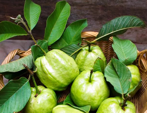 guava leaves