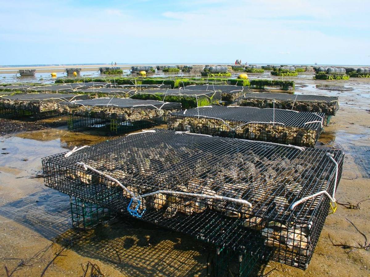 Oyster and shellfish farm
