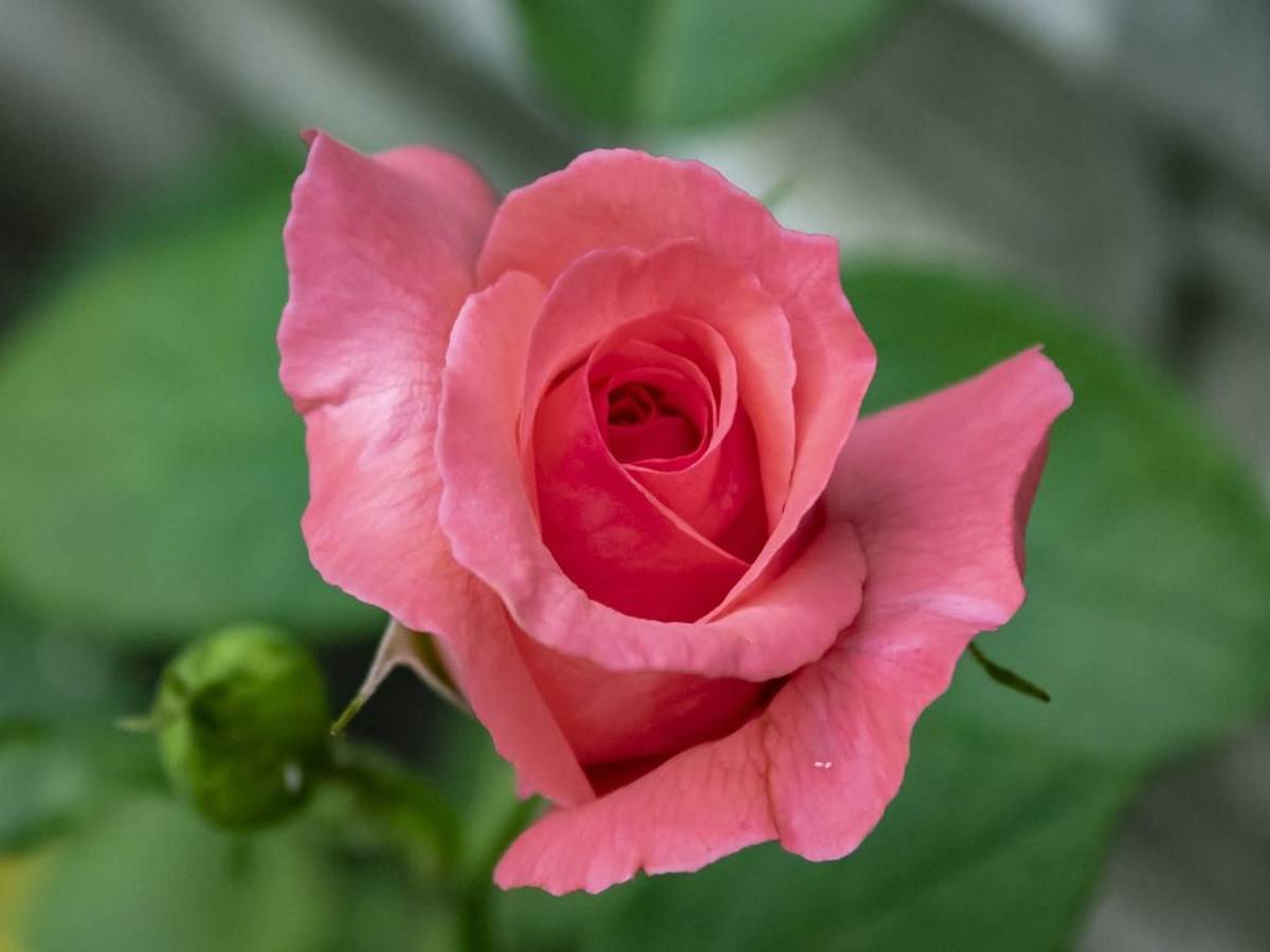 Top 12 Rose Species classified in India