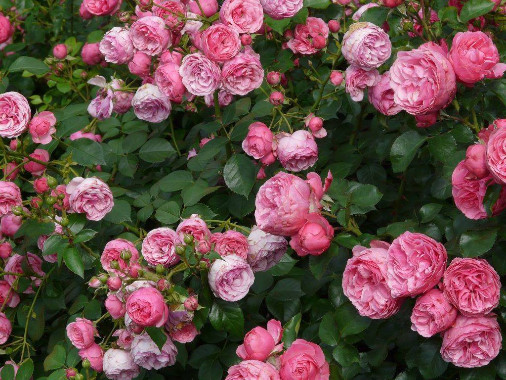 Shrub Rose