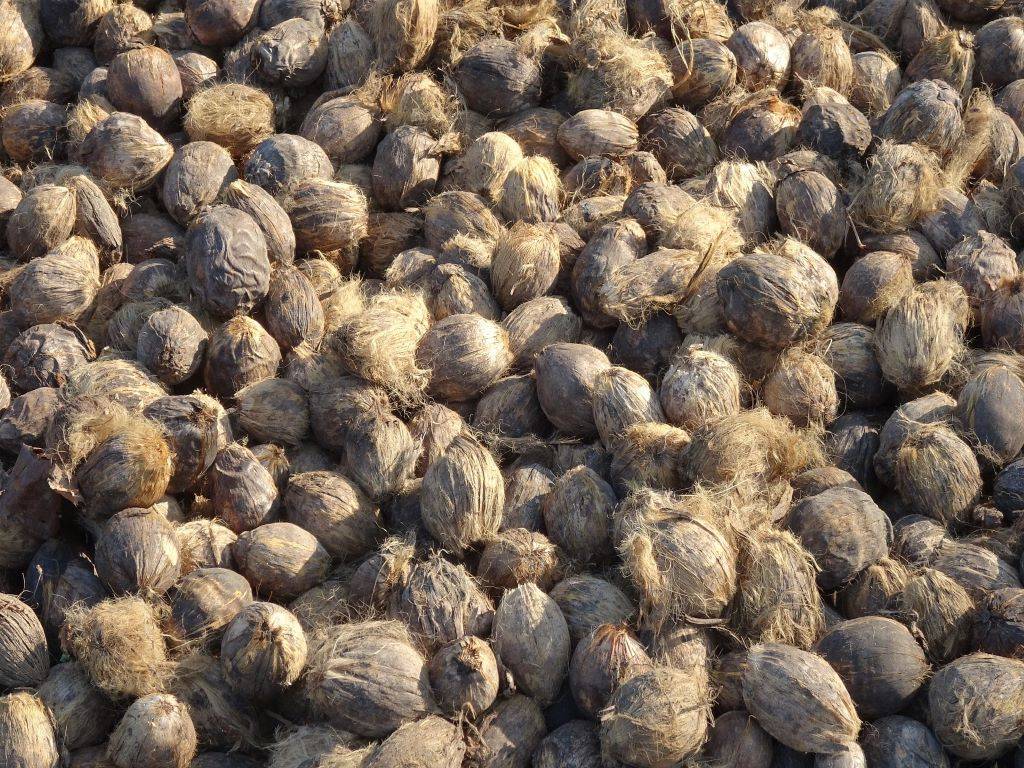 Areca Nuts