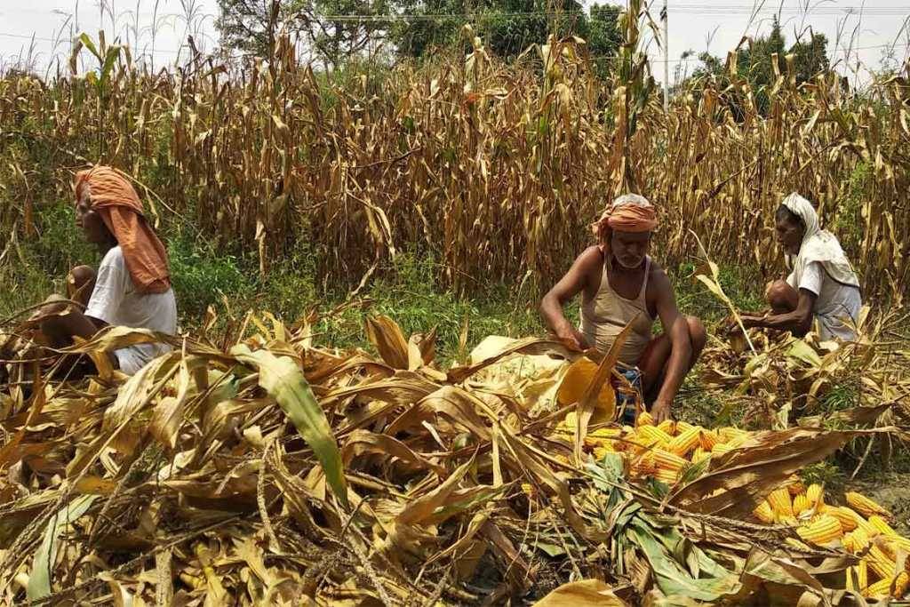 Maize Farmer