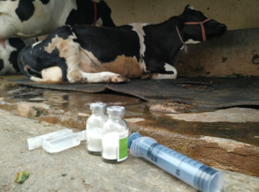 Dairy Animals and antibiotics