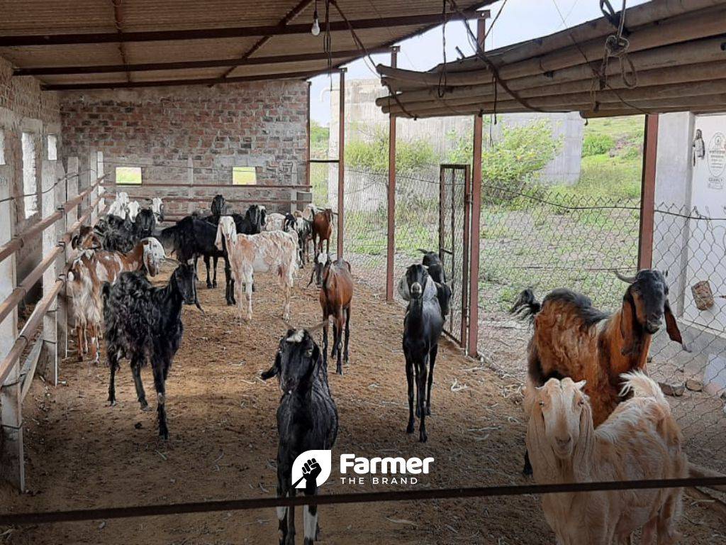 Goats in Shed