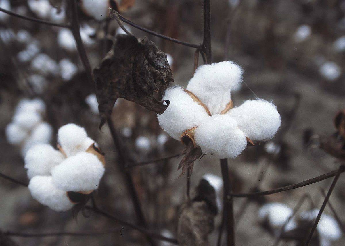 Cotton Markets