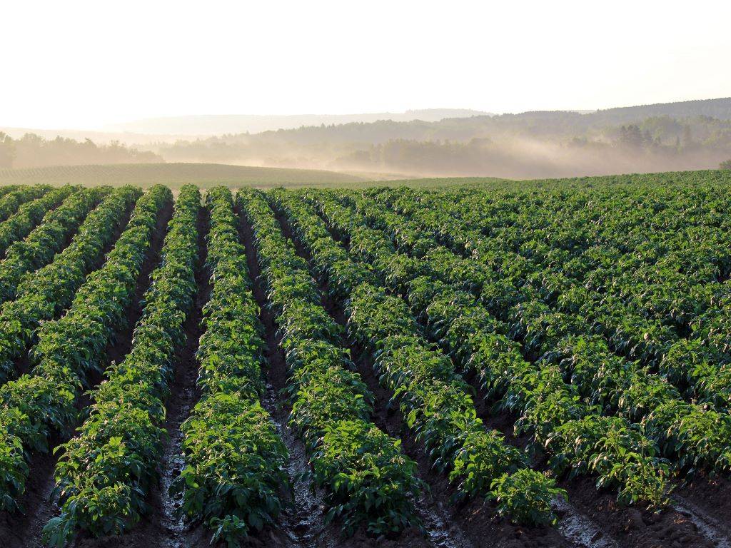 Agriculture helps you connect with Nature