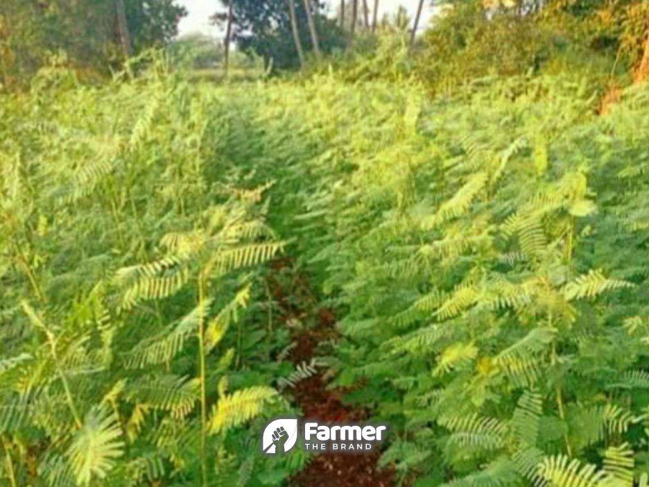 Shevari plants growing in farm