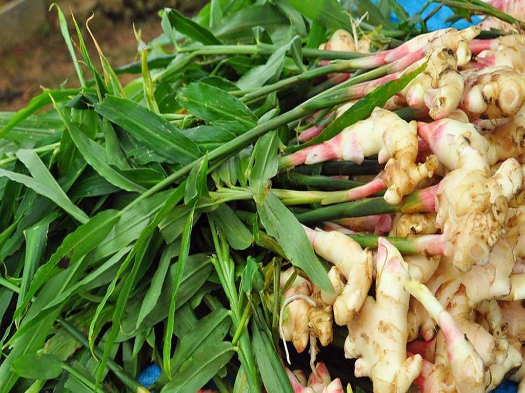 The Spice with Wonders: Dry Ginger and its Amazing Health Benefits