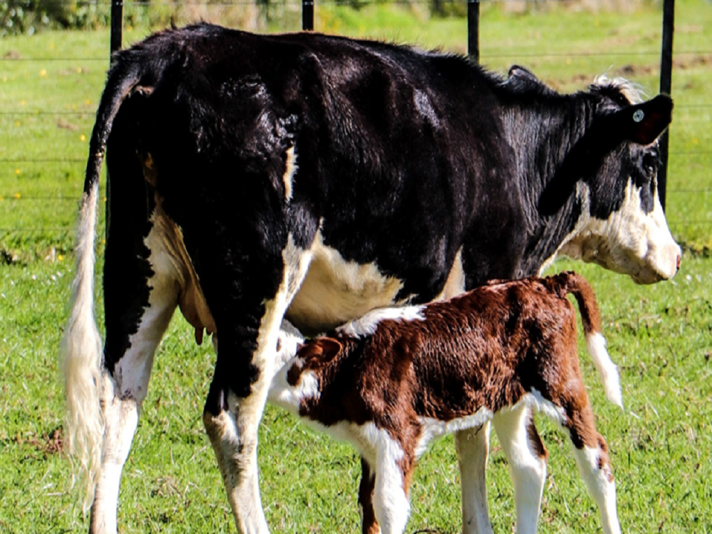 Cow with new born calf