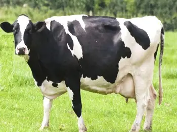 Should you provide bypass fat to dairy animals to increase milk production?