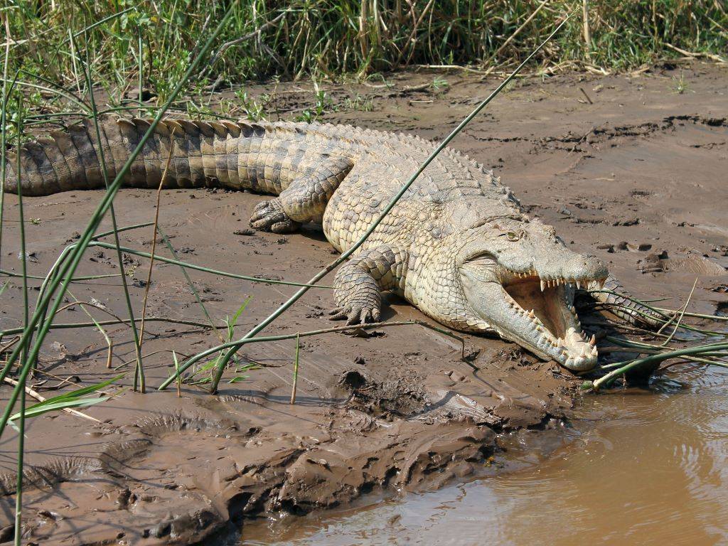 Crocodile at Chhattisgarh village pond