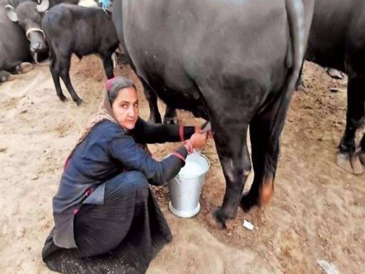 Navlaben at her home dairy farm