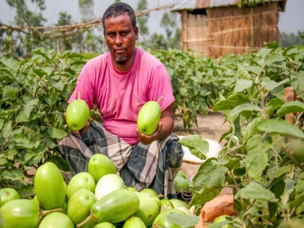 Brinjal Farming