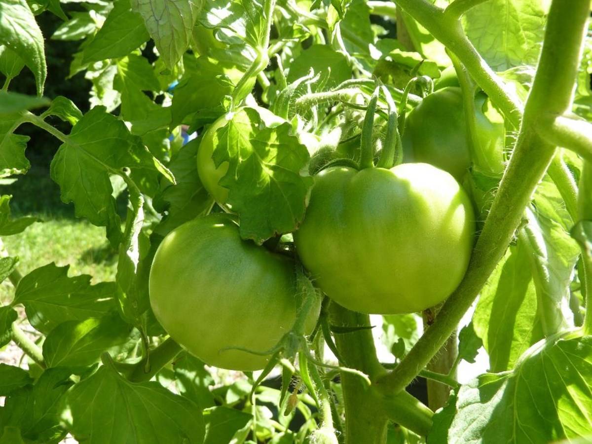 Tomato plant in an organic farm
