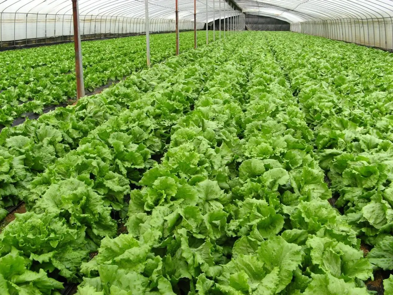Organic farm in a regulated polyhouse