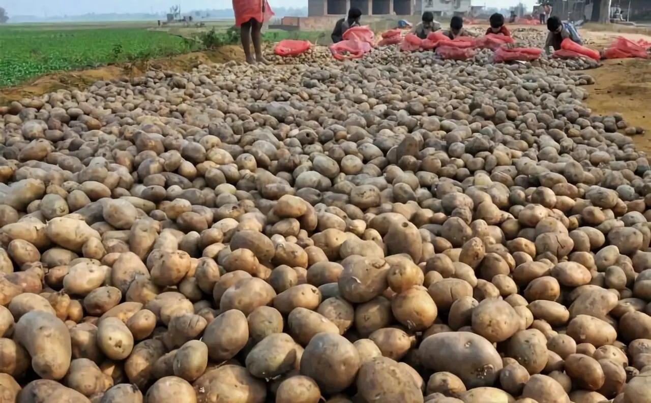 Potato Crop Yield Drop by 40%