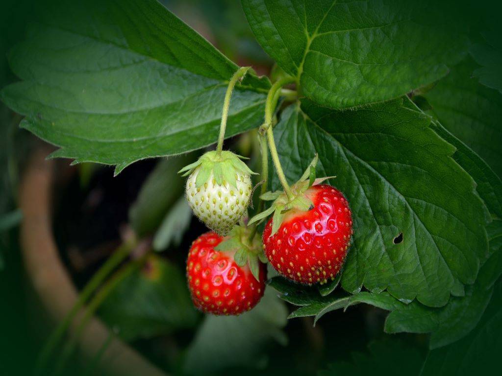 Strawberry plant