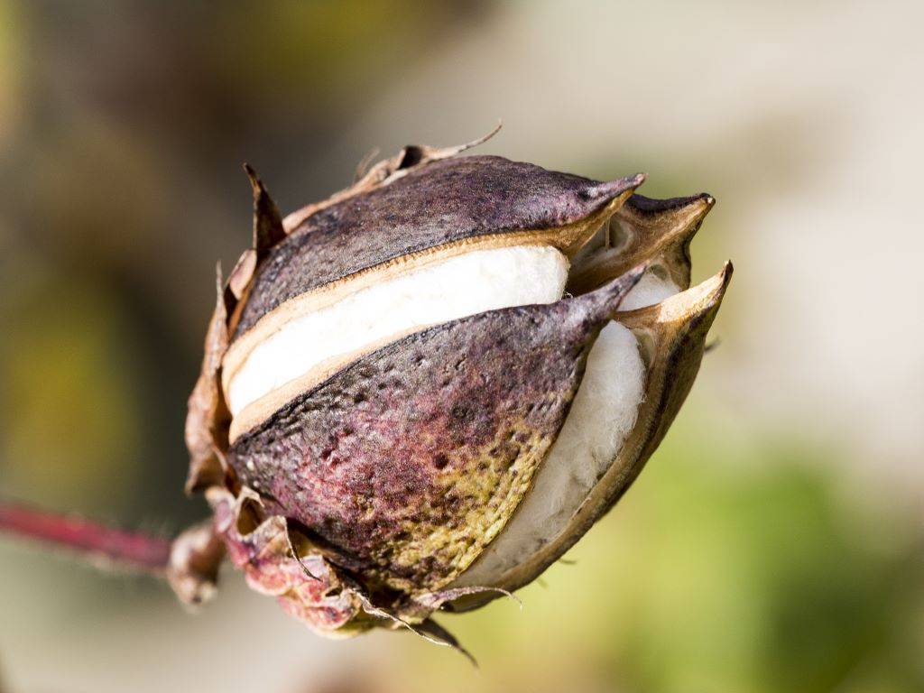 Cotton flower