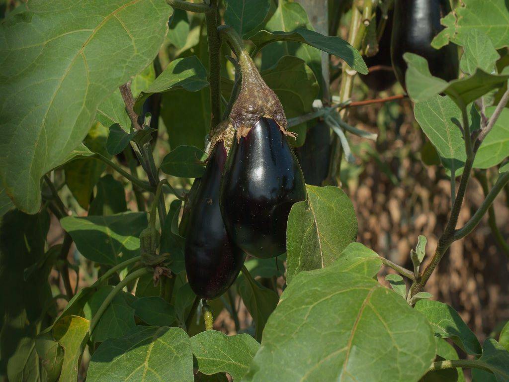 Brinjal plant