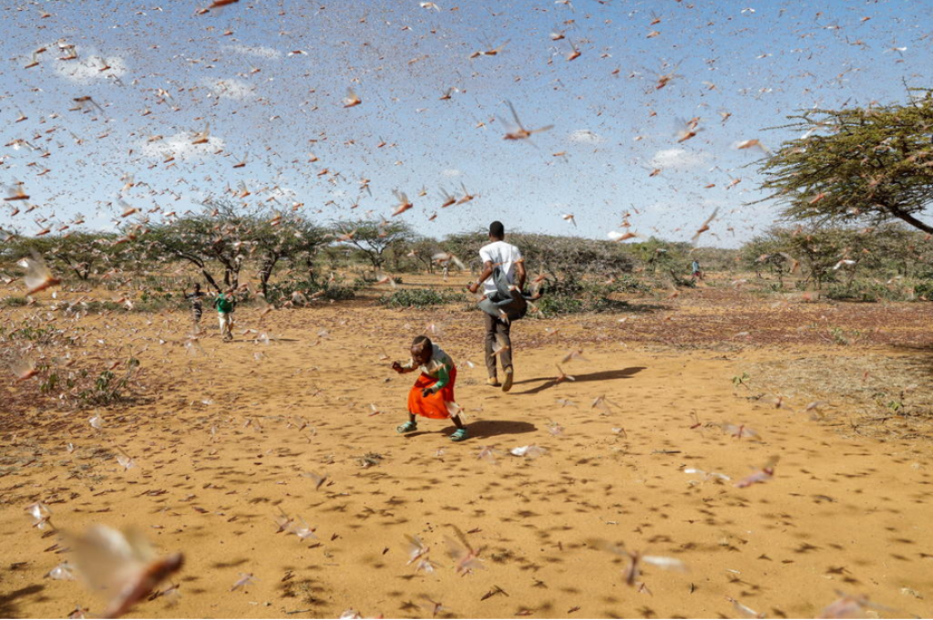 KENYA-LOCUSTS-HARVESTING