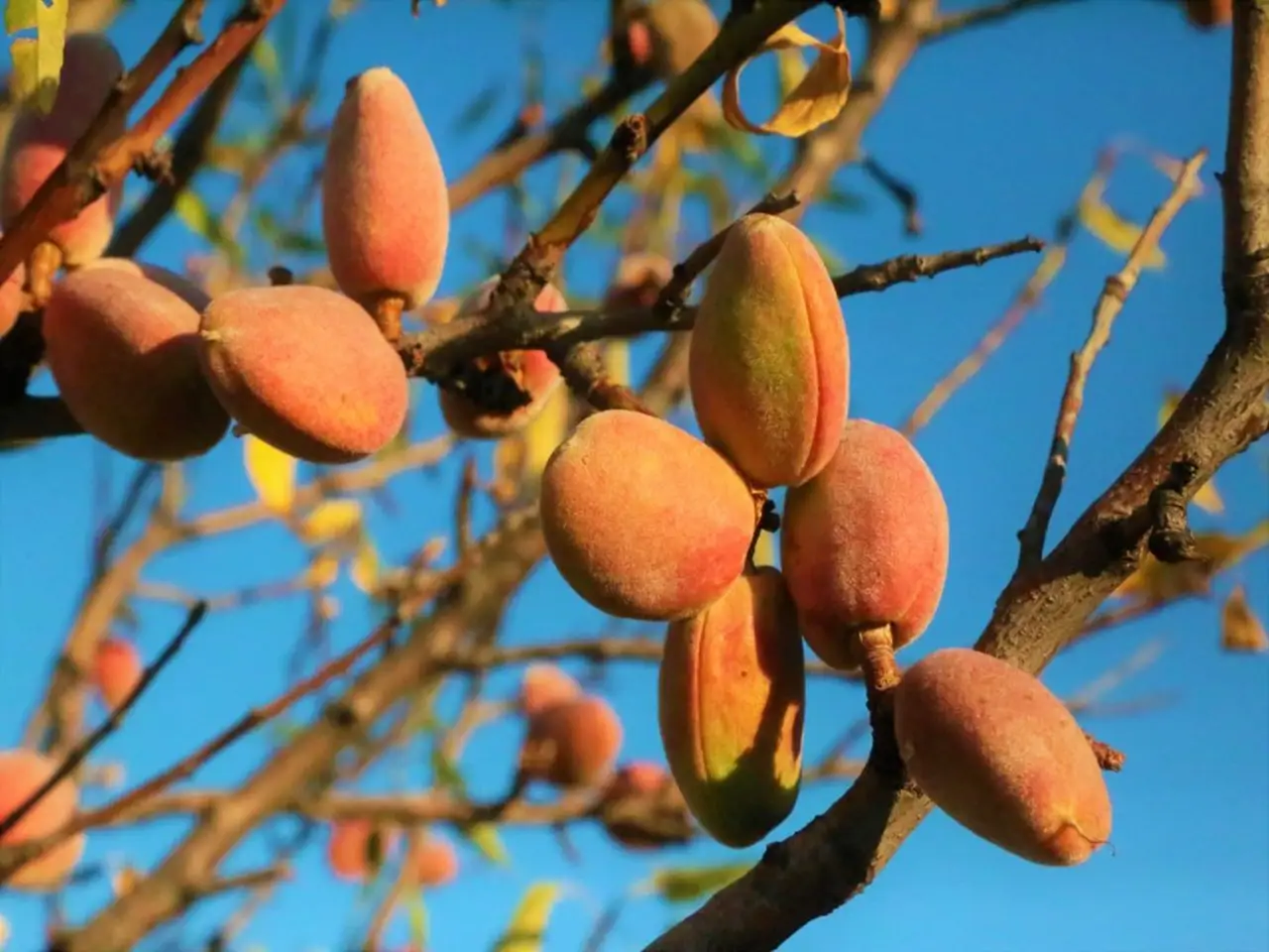 Almond tree